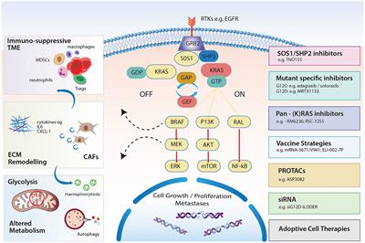 Targeting KRAS mutations in pancreatic cancer: opportunities for future strategies